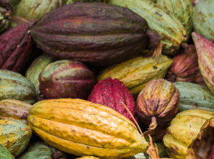 Cacao Pods